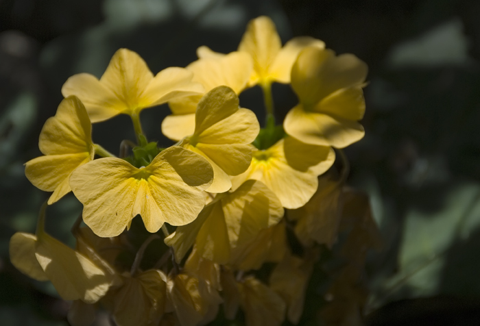 Blüte aus Madagaskar