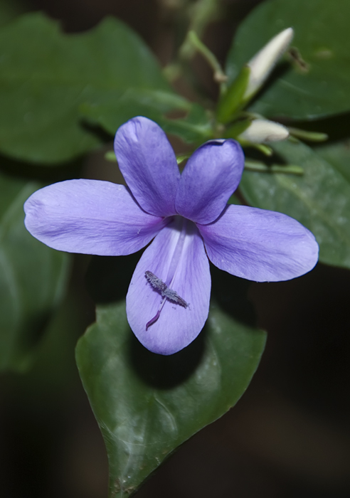 Blüte aus Madagaskar