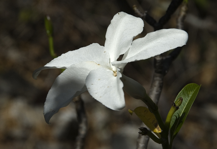 Nur in Madagaskar anzutreffen (Pachypodium decaryi)