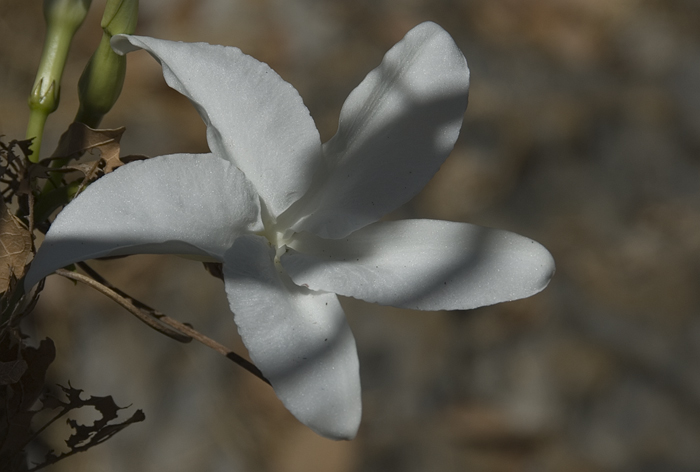 Nur in Madagaskar anzutreffen (Pachypodium decaryi)