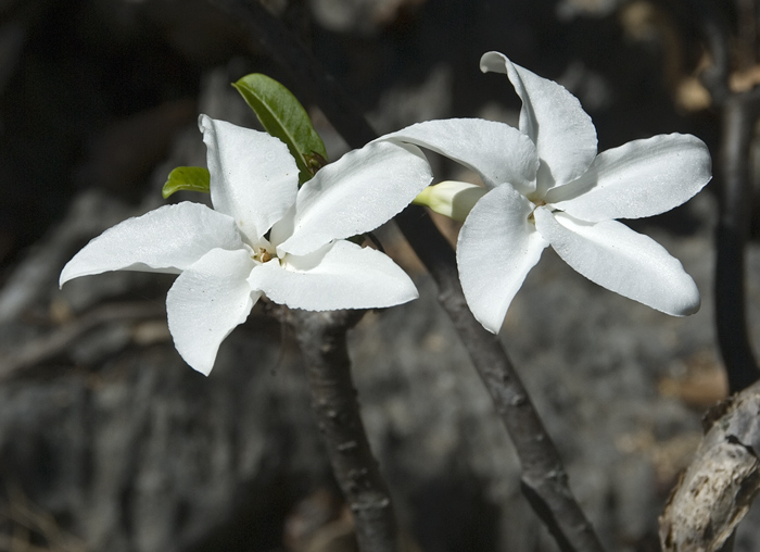 Nur in Madagaskar anzutreffen (Pachypodium decaryi)