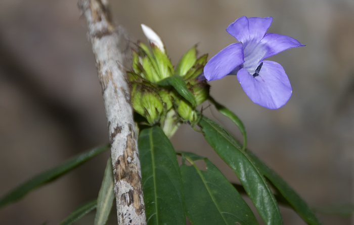 Im Aufstieg Montagne des Francaise diese Blüte