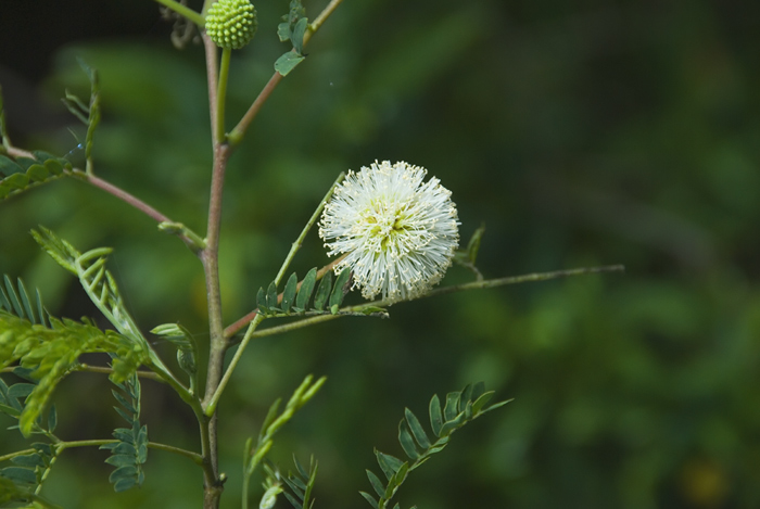 Blüte aus Madagaskar