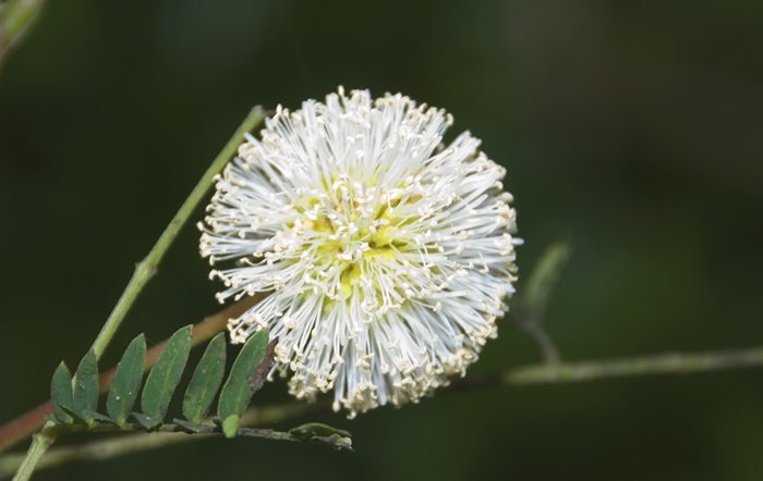 Blüte aus Madagaskar