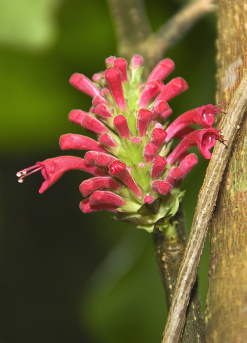 Blüte