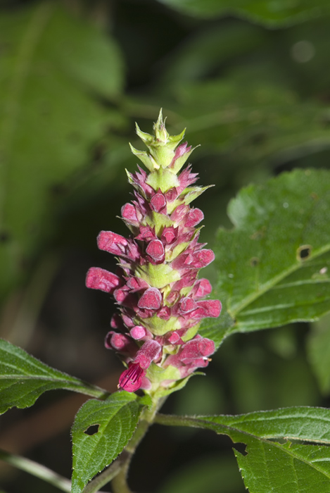 Blüte aus Madagaskar