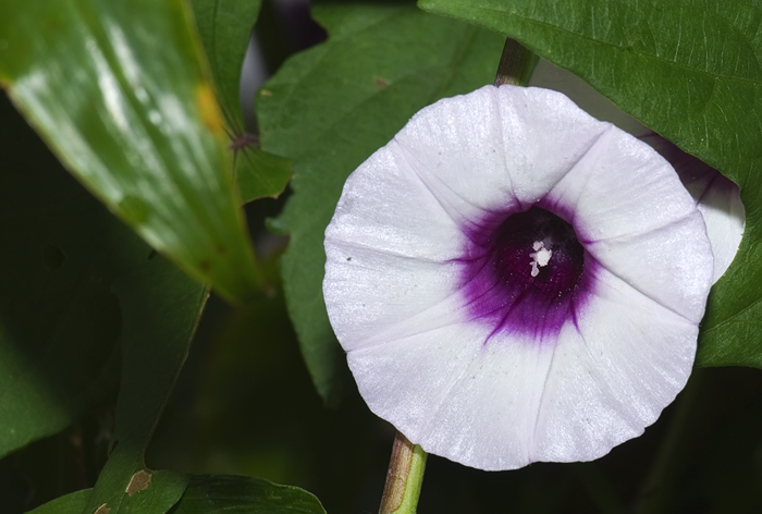 Blüte Montagne d'Ambre Madagaskar