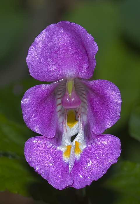 Fleissiges Leischen (Impatiens tuberosa)