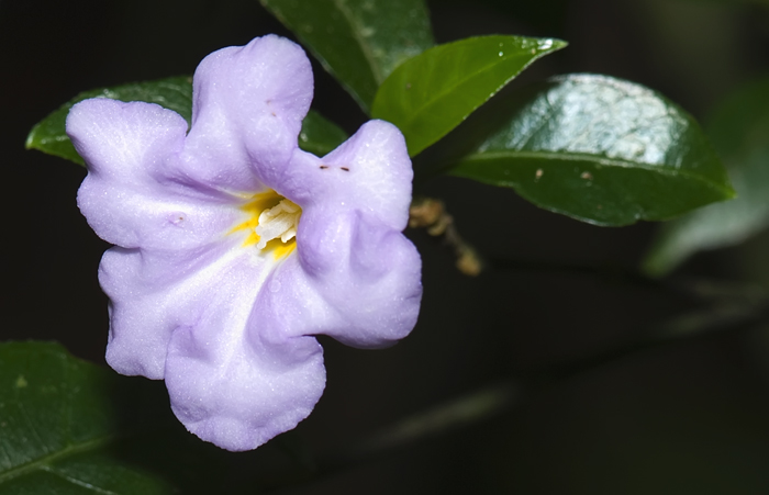 Blüte Montagne d'Ambre Madagaskar