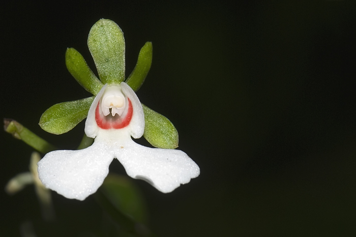 oeonia rosea  Montagne d'Ambre, Madagaskar