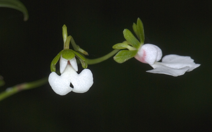 oeonia rosea,  Montagne d'Ambre, Madagaskar