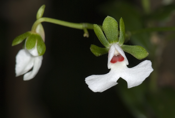 oeonia rosea,  Montagne d'Ambre, Madagaskar