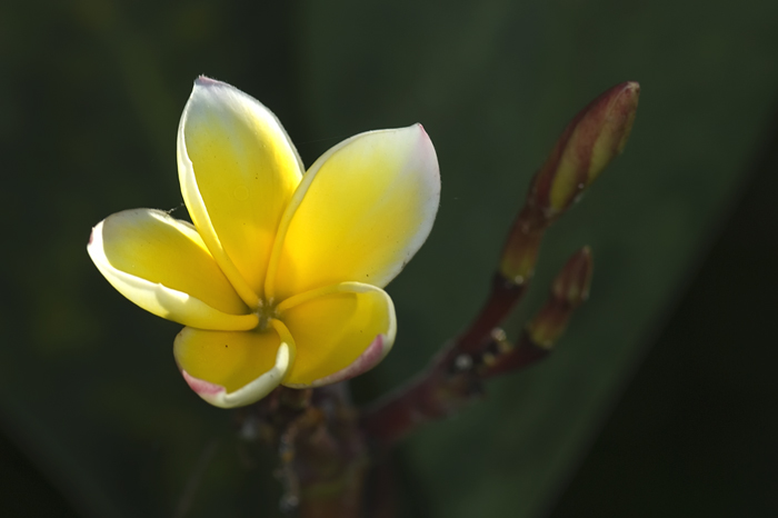 Blüte aus Madagaskar