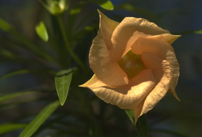 Blüte aus Madagaskar