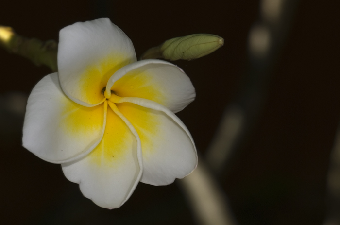 Blüte aus Madagaskar