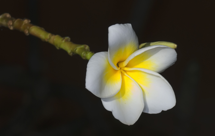 Blüte aus Madagaskar