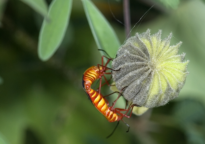 Weichkäfer mit einer Blüte