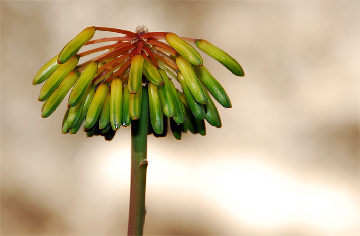 Blüte aus Madagaskar