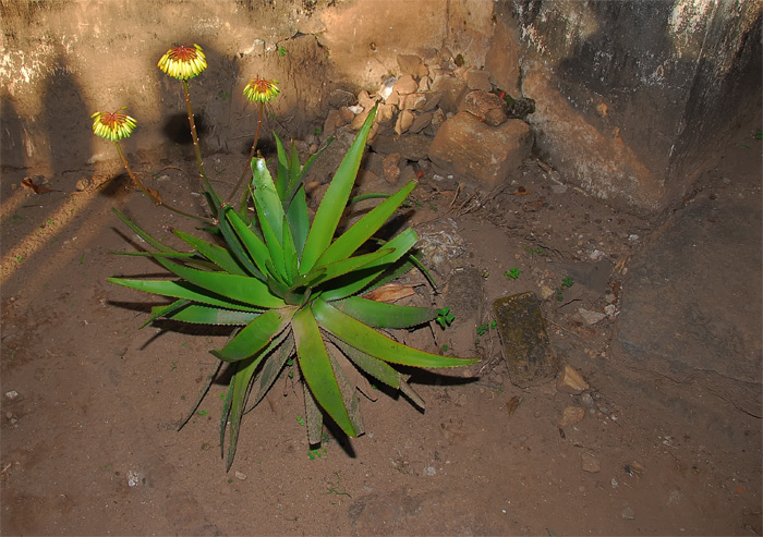 Blüte aus Madagaskar