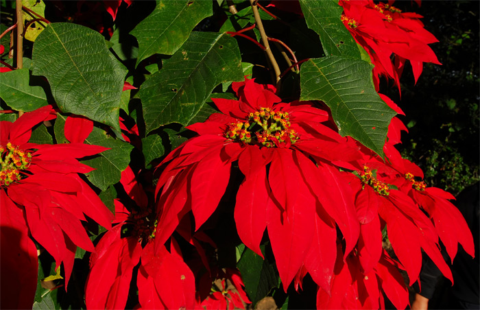 Weihnachtsstern in Madagaskar