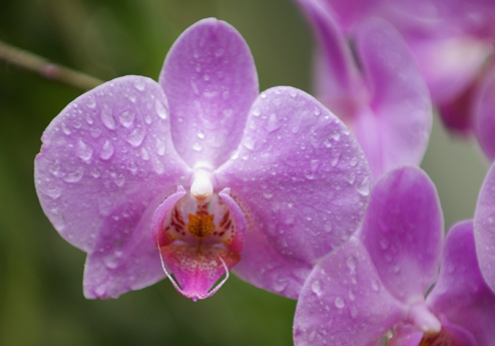 Orchideen