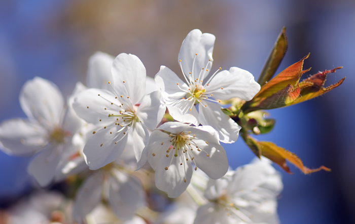 Kirschenblüten bei uns im Garten