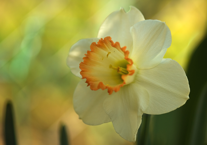 Zuhause im Garten