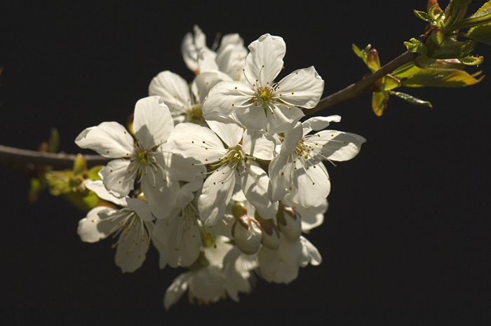 Kirschenblüten bei uns im Garten