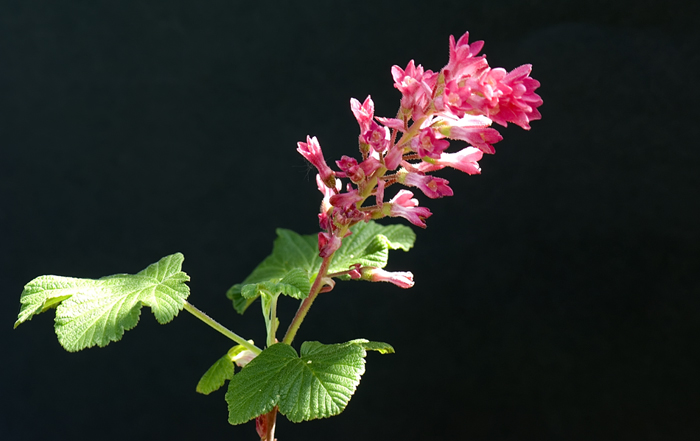 Eine einfache schöne Blüte aus unserem Garten