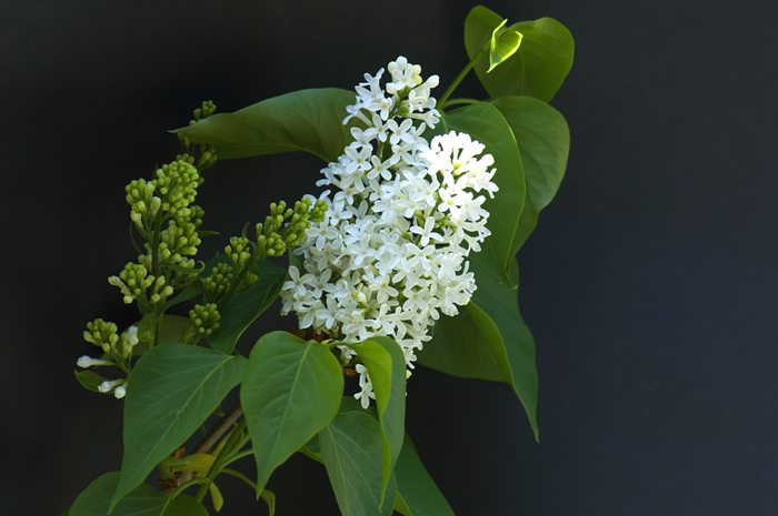 Flieder, Duft, Frühling