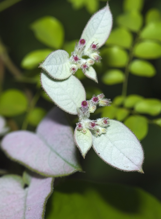 Faszinierende Blüte