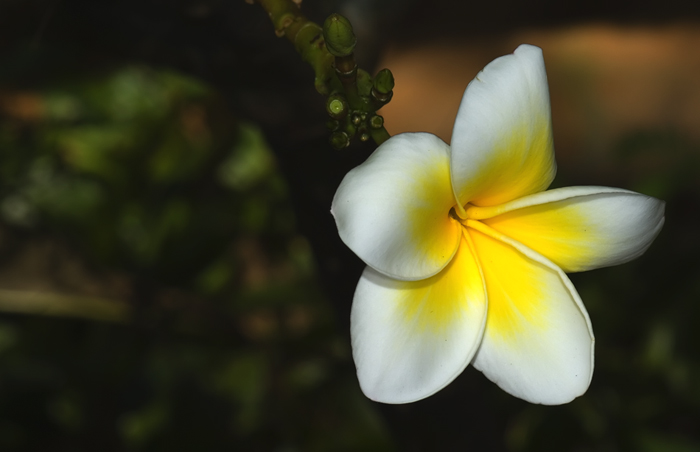 Blüte aus Madagaskar