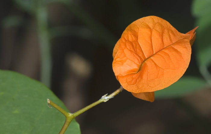 Keine echte Blüte, dafür schön farbig