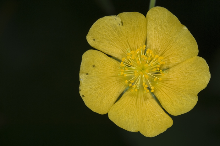 Blüte aus Madagaskar