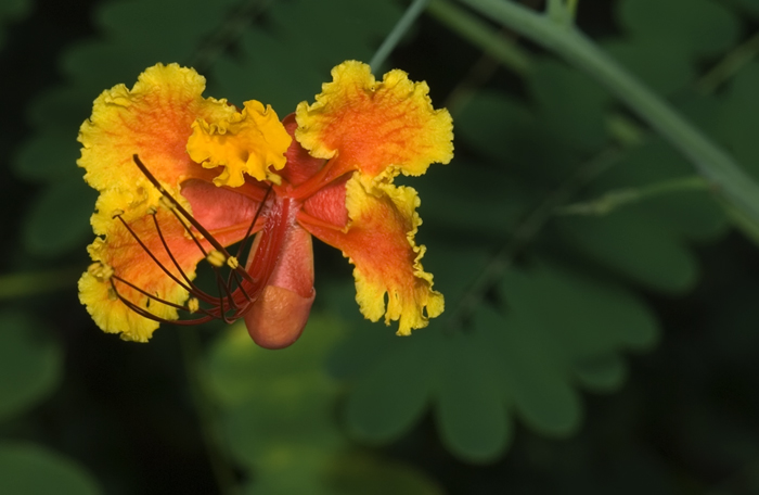 Blüte, Madagaskar, Wildlife