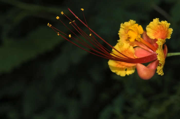 Blüte aus Madagaskar