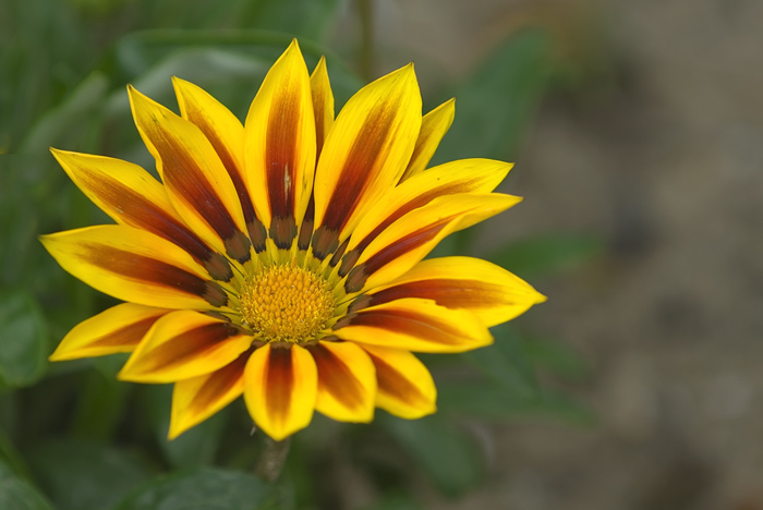 Blüte mit wunderschönen Farben