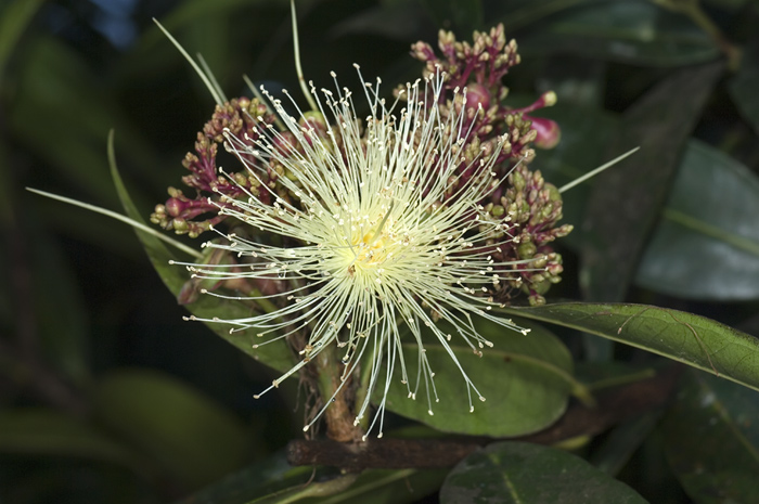 Blüte aus Madagaskar