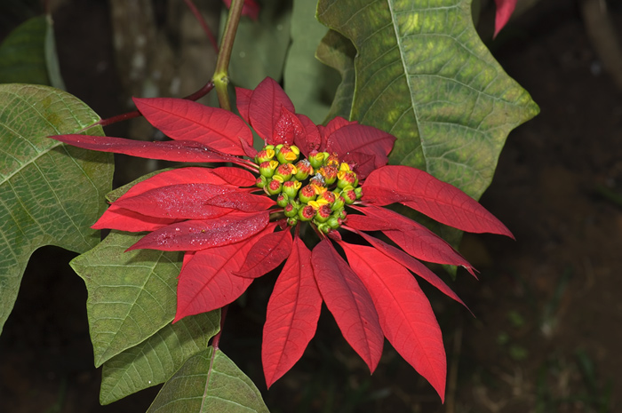 Weihnachtsstern in Madagaskar