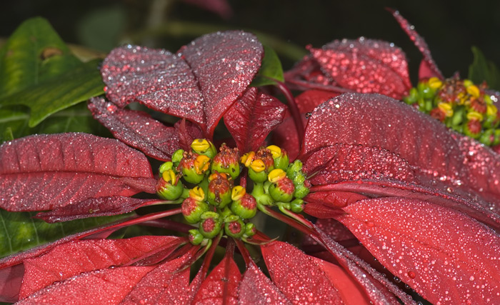 Weihnachtsstern in Madagaskar