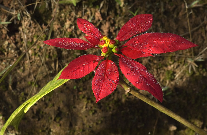 Weihnachtsstern in Madagaskar