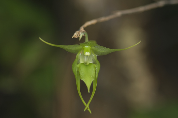 Blüte aus Madagaskar