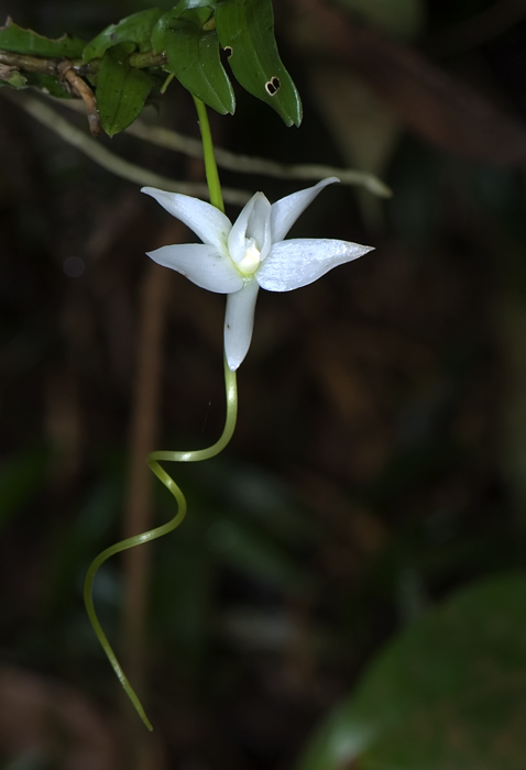 Angraecum penzigianum Orchidee aus Andasibe