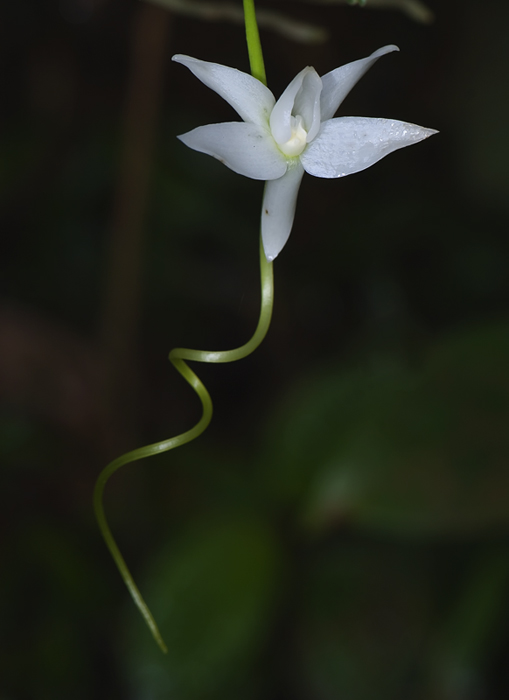 Angraecum penzigianum Orchidee aus Andasibe