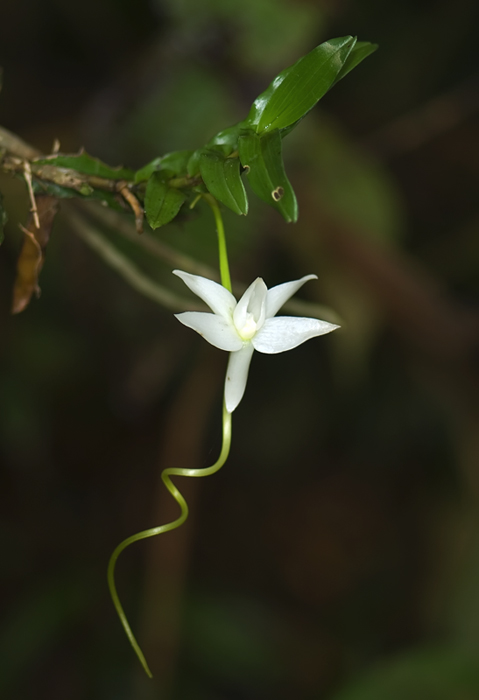 Angraecum penzigianum Orchidee aus Andasibe