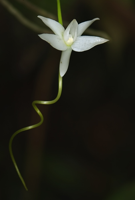 Angraecum penzigianum Orchidee aus Andasibe