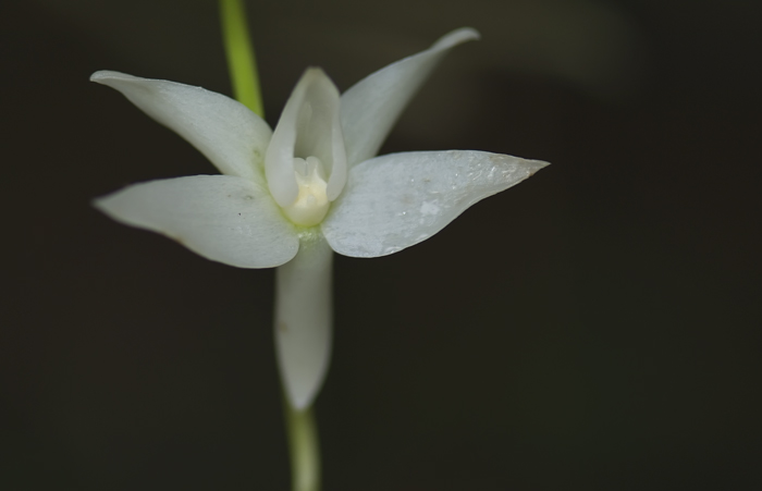 Angraecum penzigianum Orchidee aus Andasibe