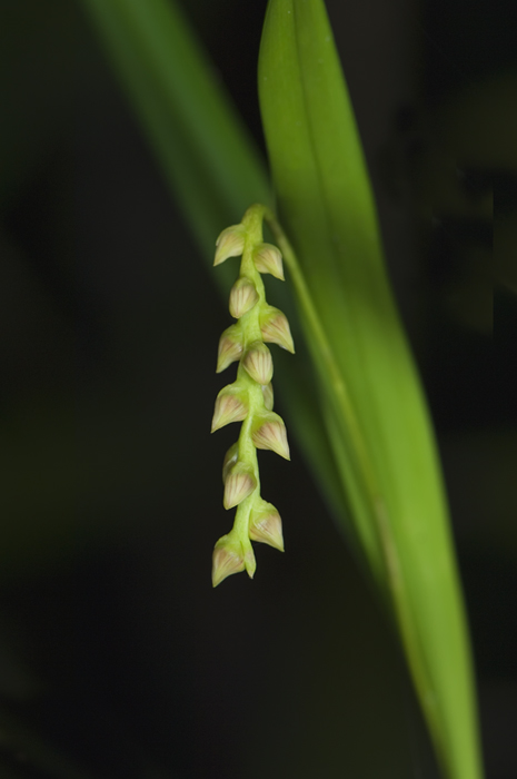 Bulbophyllum Orchidee