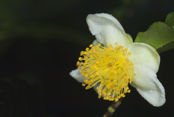 Blüte aufgenommen in Andasibe Madagaskar