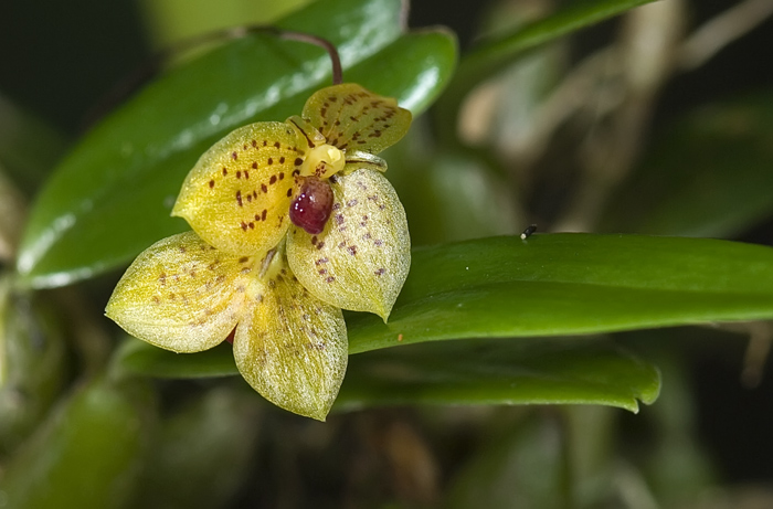 Wide Orchidee in Andasibe Madagaskar